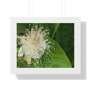 Vivid Framed Horizontal Poster - Guava Flower Art - Dipaliz - Posters Prints & Visual Artwork