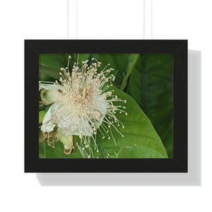 Vivid Framed Horizontal Poster - Guava Flower Art - Dipaliz - Posters Prints & Visual Artwork