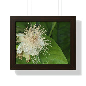 Vivid Framed Horizontal Poster - Guava Flower Art - Dipaliz - Posters Prints & Visual Artwork