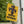 Harvest Defender Banners – Durable Poly Poplin - Dipaliz - Flags & Windsocks