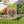 Vibrant Rose Plant House Banner Poly Poplin - Dipaliz - Flags & Windsocks