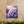 Hydrangea Canvas Gallery Wraps – Artist Grade - Dipaliz - Prints