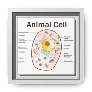 Animal Cell Diagram Gallery Canvas Wrap - Colorful Biology Art - Dipaliz - 6’’ x / 1.25’’ / White - Prints
