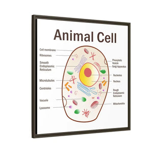 Animal Cell Diagram Gallery Canvas Wrap - Colorful Biology Art - Dipaliz - Prints