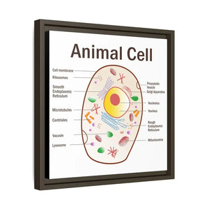 Animal Cell Diagram Gallery Canvas Wrap - Colorful Biology Art - Dipaliz - Prints