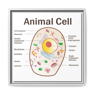 Animal Cell Diagram Gallery Canvas Wrap - Colorful Biology Art - Dipaliz - 16″ x / 1.25’’ / White - Prints