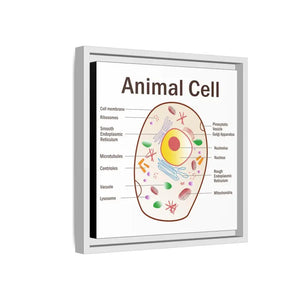 Animal Cell Diagram Gallery Canvas Wrap - Colorful Biology Art - Dipaliz - Prints