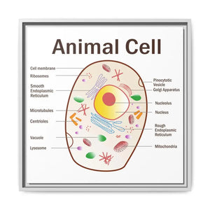 Animal Cell Diagram Gallery Canvas Wrap - Colorful Biology Art - Dipaliz - 20″ x / 1.25’’ / White - Prints