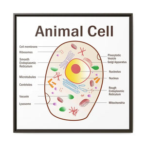 Animal Cell Diagram Gallery Canvas Wrap - Colorful Biology Art - Dipaliz - 32’’ x / 1.25’’ / Espresso - Prints