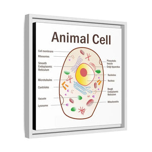 Animal Cell Diagram Gallery Canvas Wrap - Colorful Biology Art - Dipaliz - Prints