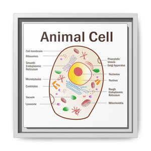 Animal Cell Diagram Gallery Canvas Wrap - Colorful Biology Art - Dipaliz - 10″ x / 1.25’’ / White - Prints