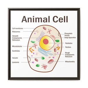 Animal Cell Diagram Gallery Canvas Wrap - Colorful Biology Art - Dipaliz - 24″ x / 1.25’’ / Espresso - Prints