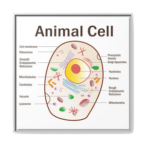 Animal Cell Diagram Gallery Canvas Wrap - Colorful Biology Art - Dipaliz - 32’’ x / 1.25’’ / White - Prints
