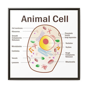 Animal Cell Diagram Gallery Canvas Wrap - Colorful Biology Art - Dipaliz - 30″ x / 1.25’’ / Espresso - Prints