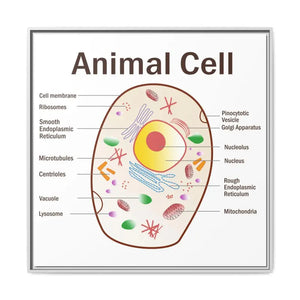 Animal Cell Diagram Gallery Canvas Wrap - Colorful Biology Art - Dipaliz - 36″ x / 1.25’’ / White - Prints