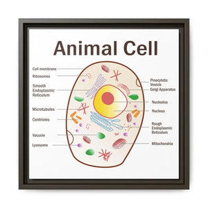 Animal Cell Diagram Gallery Canvas Wrap - Colorful Biology Art - Dipaliz - 14’’ x / 1.25’’ / Espresso - Prints