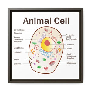 Animal Cell Diagram Gallery Canvas Wrap - Colorful Biology Art - Dipaliz - 16″ x / 1.25’’ / Espresso - Prints
