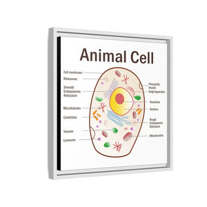 Animal Cell Diagram Gallery Canvas Wrap - Colorful Biology Art - Dipaliz - Prints