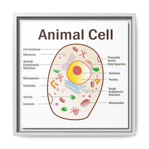 Animal Cell Diagram Gallery Canvas Wrap - Colorful Biology Art - Dipaliz - 14’’ x / 1.25’’ / White - Prints