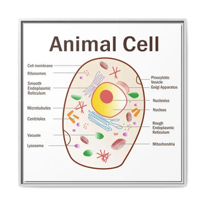 Animal Cell Diagram Gallery Canvas Wrap - Colorful Biology Art - Dipaliz - 30″ x / 1.25’’ / White - Prints