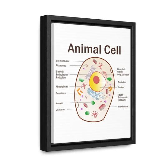 Explore Science: Animal Cell Diagram Gallery Canvas Wrap - 8″ x 10″ / 1.25’’ / Black