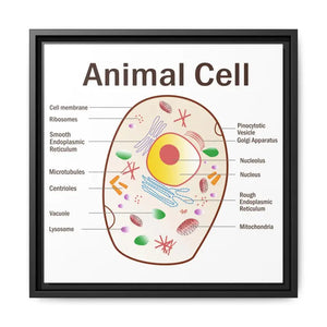 Animal Cell Diagram Gallery Canvas Wrap - Colorful Biology Art - Dipaliz - 16″ x / 1.25’’ / Black - Prints