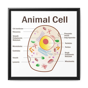 Animal Cell Diagram Gallery Canvas Wrap - Colorful Biology Art - Dipaliz - 20″ x / 1.25’’ / Black - Prints