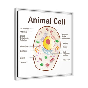 Animal Cell Diagram Gallery Canvas Wrap - Colorful Biology Art - Dipaliz - Prints