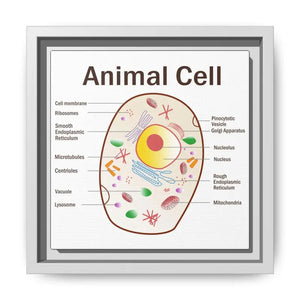 Animal Cell Diagram Gallery Canvas Wrap - Colorful Biology Art - Dipaliz - 8’’ x / 1.25’’ / White - Prints
