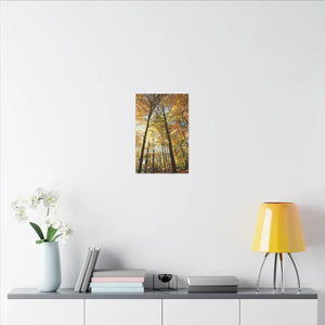 Fall Foliage Matte Canvas - Autumn Trees Stretched Art - Dipaliz - Posters Prints & Visual Artwork
