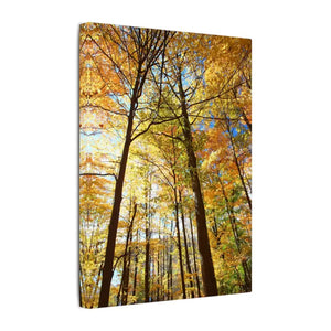Fall Foliage Matte Canvas - Autumn Trees Stretched Art - Dipaliz - Posters Prints & Visual Artwork