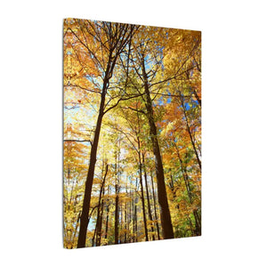Fall Foliage Matte Canvas - Autumn Trees Stretched Art - Dipaliz - Posters Prints & Visual Artwork