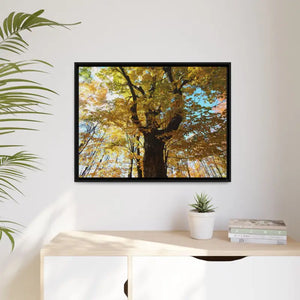 Matte Canvas Black Frame| Giant Tree in Autumn with Yellow Leaves| Dipaliz - 32’’ x 24’’ (horizontal) / 1.25’’