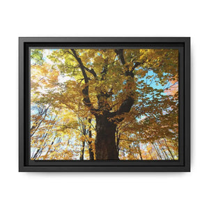 Matte Canvas Black Frame| Giant Tree in Autumn with Yellow Leaves| Dipaliz - 12’’ x 9’’ (horizontal) / 1.25’’ - Posters