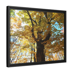 Matte Canvas Black Frame| Giant Tree in Autumn with Yellow Leaves| Dipaliz - Posters Prints & Visual Artwork