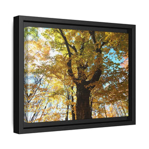 Matte Canvas Black Frame| Giant Tree in Autumn with Yellow Leaves| Dipaliz - Posters Prints & Visual Artwork