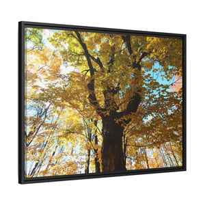 Matte Canvas Black Frame| Giant Tree in Autumn with Yellow Leaves| Dipaliz - Posters Prints & Visual Artwork