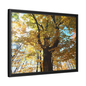 Matte Canvas Black Frame| Giant Tree in Autumn with Yellow Leaves| Dipaliz - Posters Prints & Visual Artwork