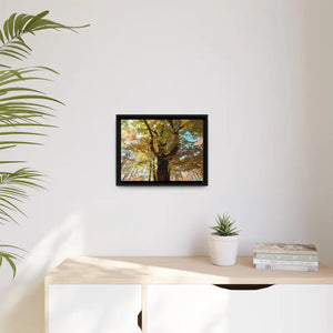 Matte Canvas Black Frame| Giant Tree in Autumn with Yellow Leaves| Dipaliz - Posters Prints & Visual Artwork
