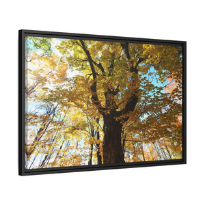 Matte Canvas Black Frame| Giant Tree in Autumn with Yellow Leaves| Dipaliz - Posters Prints & Visual Artwork