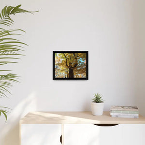 Matte Canvas Black Frame| Giant Tree in Autumn with Yellow Leaves| Dipaliz - Posters Prints & Visual Artwork
