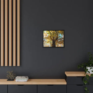 Matte Canvas Black Frame| Giant Tree in Autumn with Yellow Leaves| Dipaliz - Posters Prints & Visual Artwork