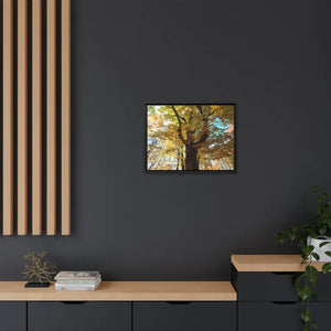 Matte Canvas Black Frame| Giant Tree in Autumn with Yellow Leaves| Dipaliz - Posters Prints & Visual Artwork
