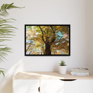 Matte Canvas Black Frame| Giant Tree in Autumn with Yellow Leaves| Dipaliz - Posters Prints & Visual Artwork