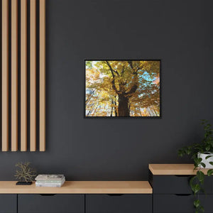 Matte Canvas Black Frame| Giant Tree in Autumn with Yellow Leaves| Dipaliz - Posters Prints & Visual Artwork