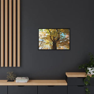 Matte Canvas Black Frame| Giant Tree in Autumn with Yellow Leaves| Dipaliz - Posters Prints & Visual Artwork