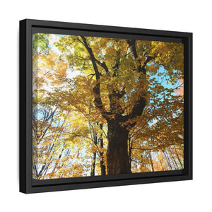 Matte Canvas Black Frame| Giant Tree in Autumn with Yellow Leaves| Dipaliz - Posters Prints & Visual Artwork