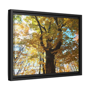 Matte Canvas Black Frame| Giant Tree in Autumn with Yellow Leaves| Dipaliz - Posters Prints & Visual Artwork