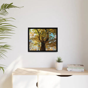 Matte Canvas Black Frame| Giant Tree in Autumn with Yellow Leaves| Dipaliz - Posters Prints & Visual Artwork