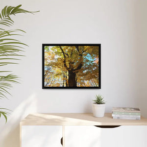 Matte Canvas Black Frame| Giant Tree in Autumn with Yellow Leaves| Dipaliz - Posters Prints & Visual Artwork